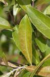 Prairie willow